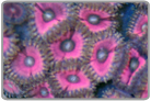 Metallic Hot Pink Zoanthids
